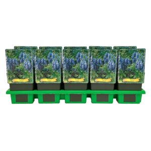 Aconitum Fischeri P11
(10 Plants/Order)(11cmP 25cmH)
