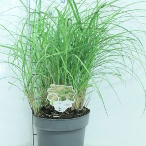 Miscanthus Adagio sinensis P23
(1 Plants/Order)(23cmP 60cmH)