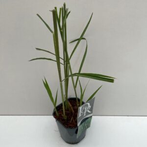 Miscanthus x giganteus
(6 Plants/Order)(17cmP 30cmH)