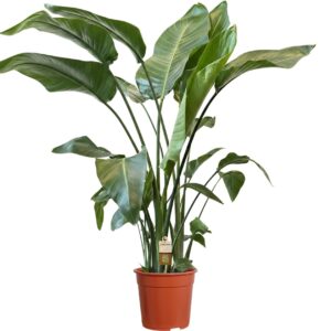 Strelitzia nicolai 4 stek 120-140cm
(1 Plants/Order)(21cmP 120cmH)