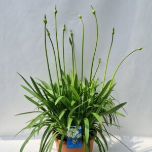Agapanthus africanus Polar Ice
(1 Plants/Order)(32cmP 110cmH)