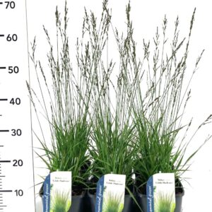 Molinia caerulea Edith Dudszus
(6 Plants/Order)(17cmP 15cmH)