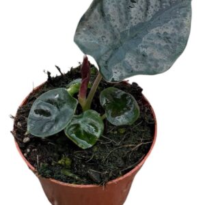 Alocasia Black Magic
(14 Plants/Order)(8cmP 12cmH)