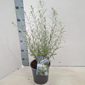 Gomphostigma virg. Silver Butterfly
(1 Plants/Order)(17cmP 60cmH)