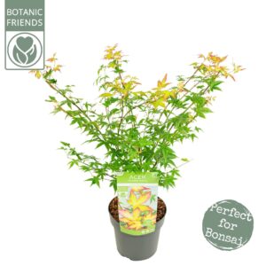 Acer palmatum Little Princess Acer palm. 'Little Princess'
(1 Plants/Order)(19cmP 55cmH)