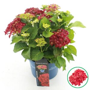 Hydrangea macrophylla other Royalty® 'Fire Wings'® C5 (23cm.) Kn.
(1 Plants/Order)(23cmP 45cmH)