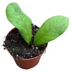 Hoya SP Sabah
(14 Plants/Order)(8cmP 10cmH)