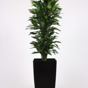 Dracaena Janet Lind "in Piza Pot ""antraciet"""
(1 Plants/Order)(40cmP 200cmH)