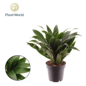 Dracaena Compacta Fragrans
(10 Plants/Order)(12cmP 35cmH)