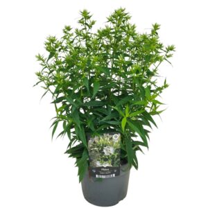 Phlox Paniculata Early White
(6 Plants/Order)(17cmP 55cmH)