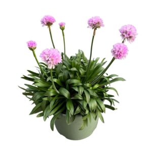 Armeria pseudarmeria Dreameria Dayd Sweet
(1 Plants/Order)(19cmP 45cmH)