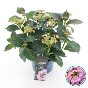 Hydrangea macrophylla other teller Royalty® 'Tiffany'® purple C3.5 (20cm.) Kn.
(1 Plants/Order)(20cmP 40cmH)