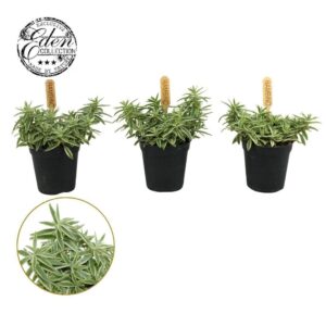 Sedum Kosmosje Linear 5,5cm
(20 Plants/Order)(5.5cmP 10cmH)