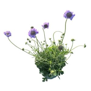 Scabiosa Butterfly Blue Scabiosa 'Butterfly Blue'
(1 Plants/Order)(19cmP 45cmH)