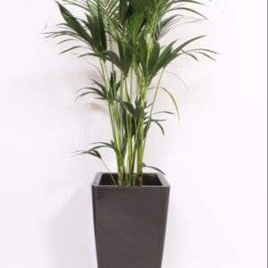 Howea forsteriana "in Piza Pot ""antraciet"""
(1 Plants/Order)(33cmP 160cmH)