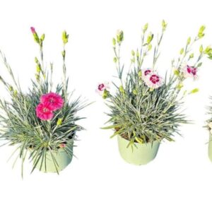 Carnation Whetman Cocktails mixed
(1 Plants/Order)(17cmP 45cmH)
