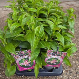Tricyrtis hirta Sinonome Purple P13
(8 Plants/Order)(13cmP 45cmH)