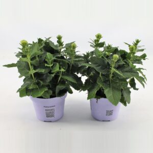 Platycodon grandiflorus Astra Whit
(12 Plants/Order)(12cmP 22cmH)