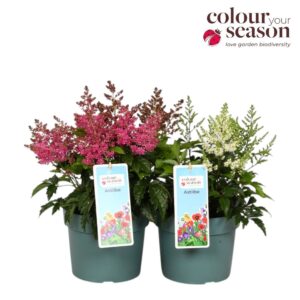 Astilbe Astilbe Arendsii mix P19
(3 Plants/Order)(19cmP 50cmH)