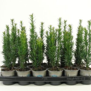 Taxus baccata Fastigiata Robusta
(18 Plants/Order)(9cmP 15cmH)