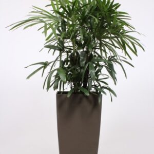 Rhapis excelsa "in Piza Pot ""taupe"""
(1 Plants/Order)(40cmP 180cmH)