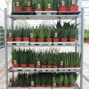 Sansevieria Cylindrica "Luxe mixkar ""Rough Tough"""
(1 Plants/Order)(5cmP 999cmH)
