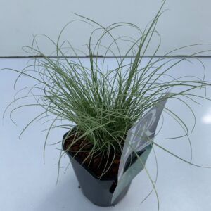 Carex comans Frosted Curls
(10 Plants/Order)(13cmP 25cmH)
