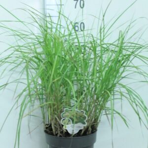 Miscanthus sinensis Miscantus 'Herman Mussel' P23
(1 Plants/Order)(23cmP 70cmH)