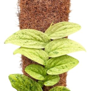 other plants Rhaphidophora korthalsii marble aurea
(8 Plants/Order)(14cmP 30cmH)