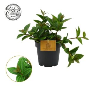 Peperomia Peperomia Ang. Roc. Alto 12cm
(6 Plants/Order)(12cmP 20cmH)
