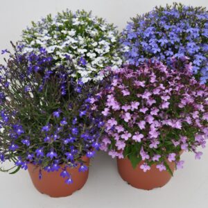 Lobelia P19 mixed
(1 Plants/Order)(19cmP 35cmH)