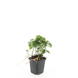 Pachysandra terminalis
(12 Plants/Order)(9cmP 10cmH)