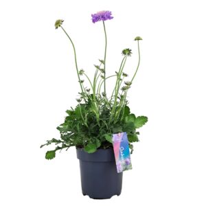 Scabiosa Butterfly Blue columbaria Mariposa p17 (NL)
(6 Plants/Order)(17cmP 55cmH)