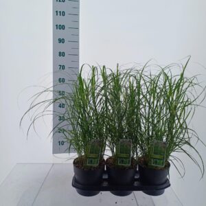 Miscanthus sinensis Miscanthus sin. 'Little Zebra'
(1 Plants/Order)(19cmP 65cmH)