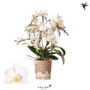 Phalaenopsis Multiflora Botanic Liberty 4 spike
(12 Plants/Order)(9cmP 40cmH)