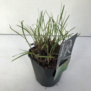 Miscanthus Adagio
(6 Plants/Order)(17cmP 30cmH)