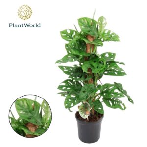 Monstera obliqua Monkey Leaf Mosstok
(6 Plants/Order)(16cmP 60cmH)