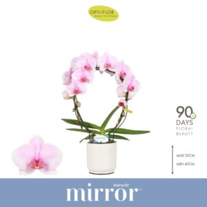 Phalaenopsis other pink (enkele ta Mirror Miracle Tiana 2 spike in Lazio White
(4 Plants/Order)(12cmP 50cmH)