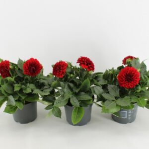 Dahlia Dalina Maxi Topia Red
(6 Plants/Order)(17cmP 45cmH)