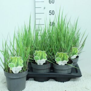 Panicum virgatum Heavy Metal
(6 Plants/Order)(17cmP 50cmH)