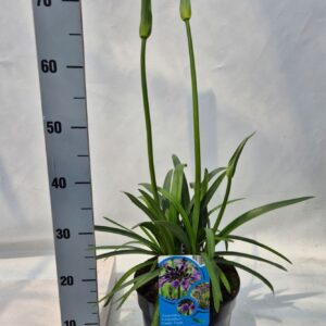 Agapanthus africanus Poppin Purple
(1 Plants/Order)(23cmP 35cmH)