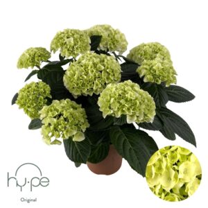 Hydrangea other Mophead White 7+ Hy-pe Original
(6 Plants/Order)(14cmP 40cmH)