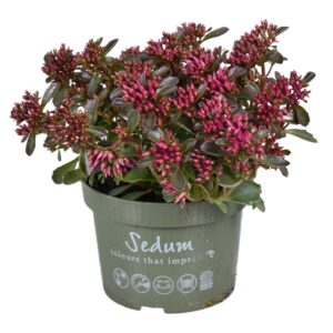 Sedum spurium spot on deep rosa Sedum Spurium
(6 Plants/Order)(13cmP 25cmH)