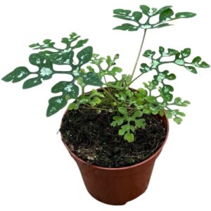 other plants Adenia Perrieri
(14 Plants/Order)(8cmP 12cmH)