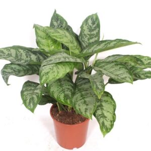 Aglaonema Chantal
(1 Plants/Order)(24cmP 80cmH)