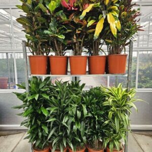 Indoor plants Mixkar Croton Dracaena Fragrans
(20 Plants/Order)(27cmP 110cmH)