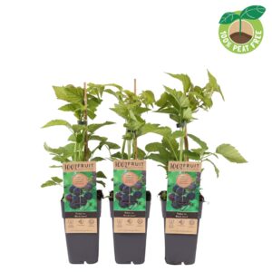 Rubus Thornless occidentalis 'Black Jewel'
(10 Plants/Order)(15cmP 50cmH)