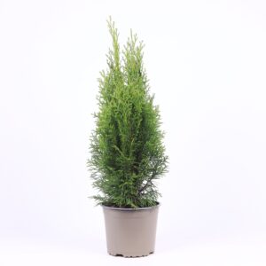 Thuja Smaragd occidentalis
(1 Plants/Order)(17cmP 55cmH)