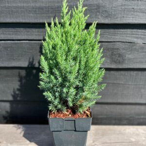 Juniperus chinensis Stricta
(6 Plants/Order)(17cmP 65cmH)