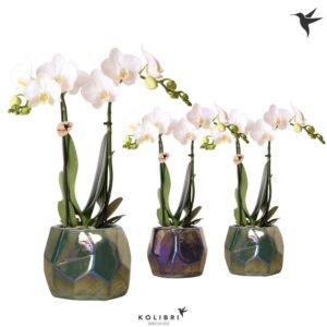 Phalaenopsis Multiflora white 2 spike mix in Pearl Pot blue
(5 Plants/Order)(9cmP 40cmH)